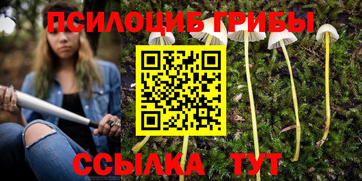 Касимов  Псилоцибиновые грибы Psilocybe  Вход с VPN 